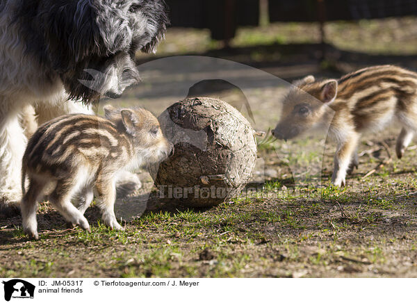 animal friends / JM-05317