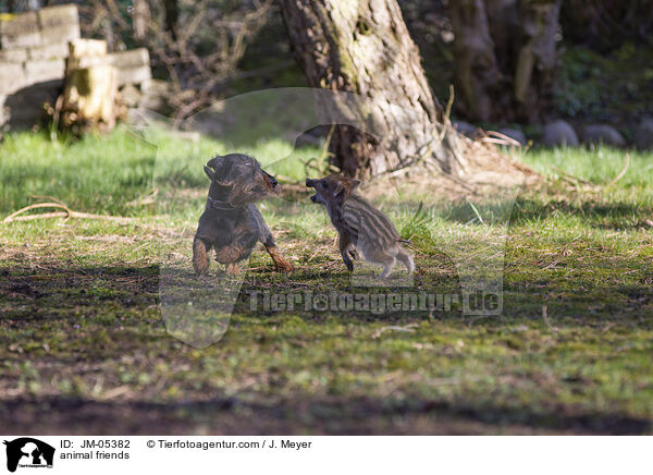 Tierfreundschaft / animal friends / JM-05382