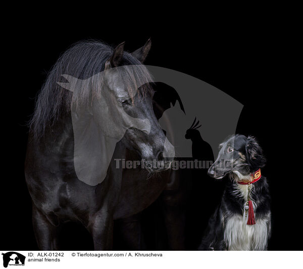 Tierfreundschaft / animal friends / ALK-01242