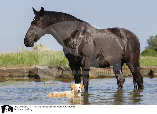 horse and dog / JM-05511
