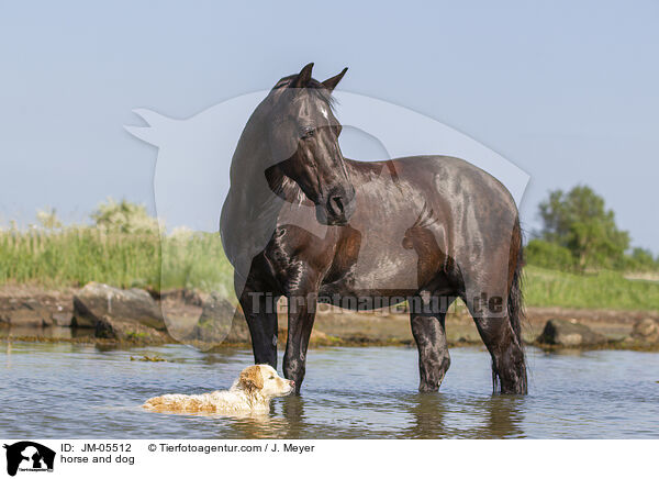 horse and dog / JM-05512