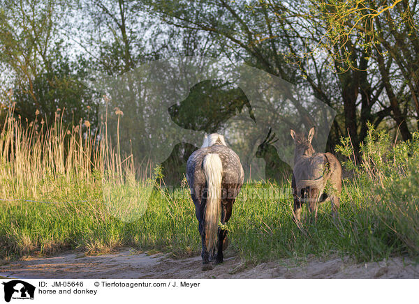 Pferd und Esel / horse and donkey / JM-05646