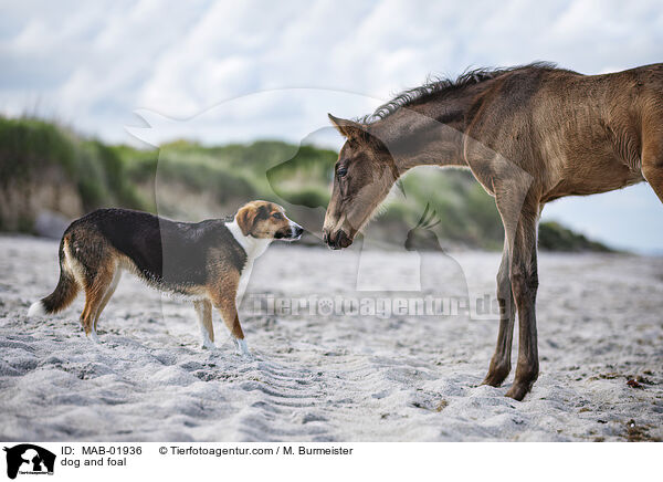 Hund und Fohlen / dog and foal / MAB-01936