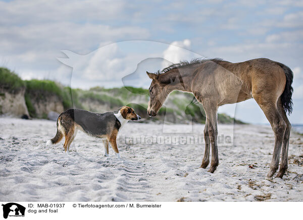 Hund und Fohlen / dog and foal / MAB-01937
