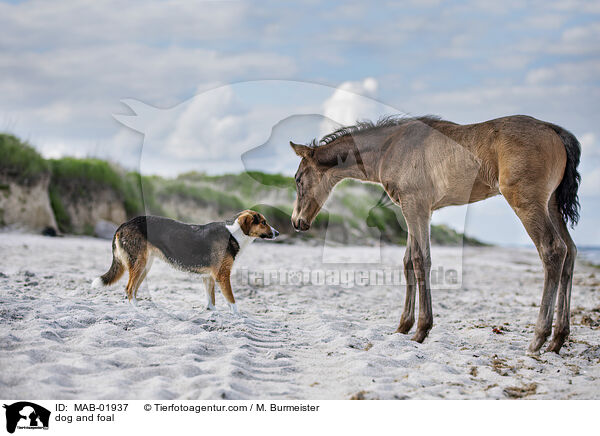 dog and foal / MAB-01937