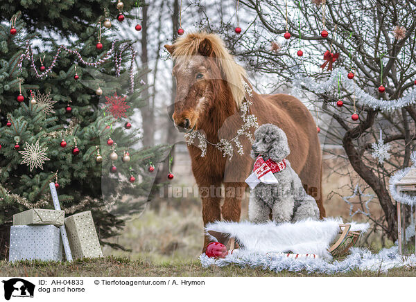 dog and horse / AH-04833