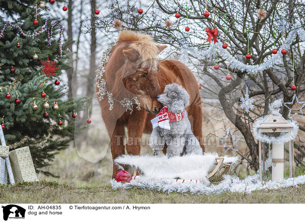 dog and horse / AH-04835