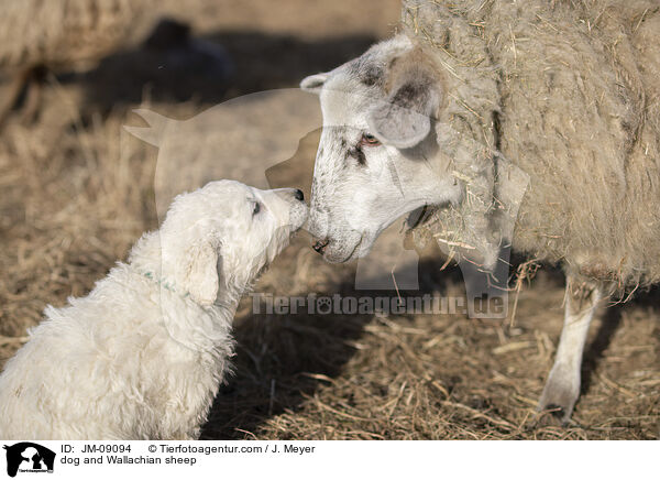 Hund und Zackelschaf / dog and Wallachian sheep / JM-09094