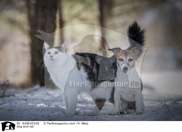 dog and cat / KAM-02339