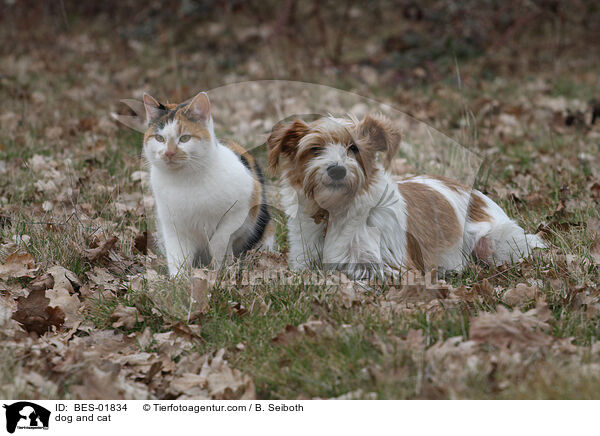 dog and cat / BES-01834