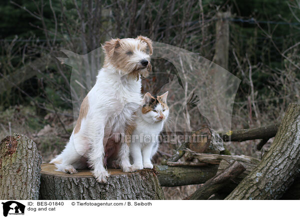 dog and cat / BES-01840