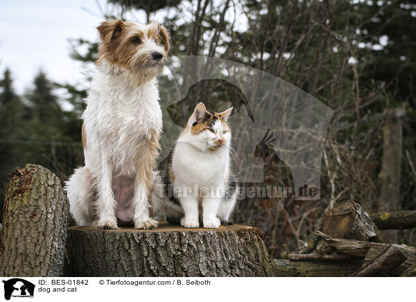 dog and cat / BES-01842