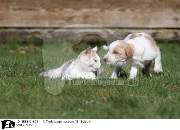 dog and cat / BES-01853