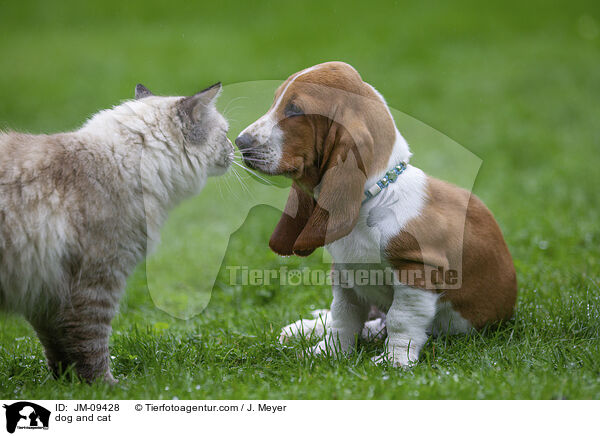 Hund und Katze / dog and cat / JM-09428