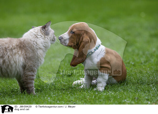 Hund und Katze / dog and cat / JM-09429