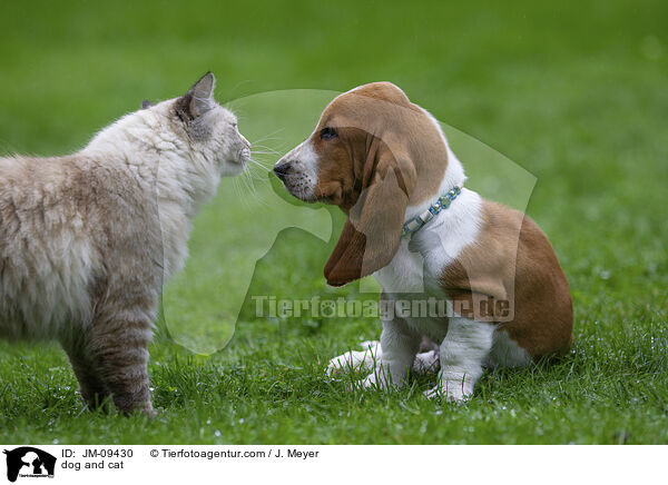 Hund und Katze / dog and cat / JM-09430