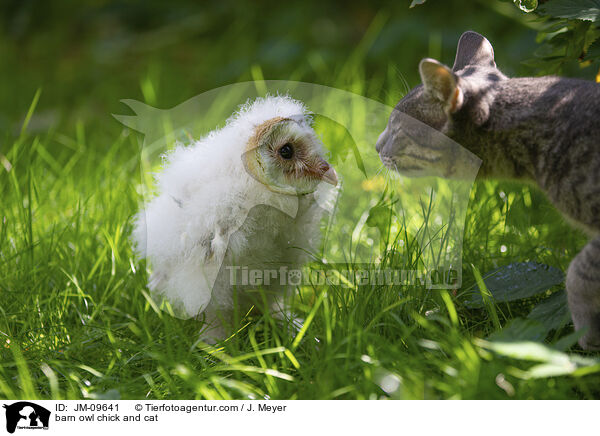Schleiereule Kken und Katze / barn owl chick and cat / JM-09641