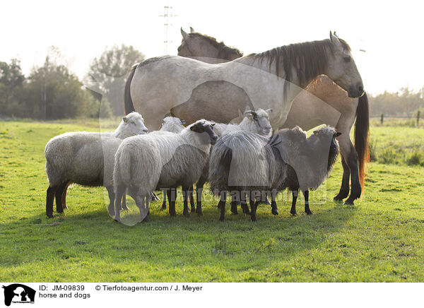 Pferd und Schafe / horse and dogs / JM-09839