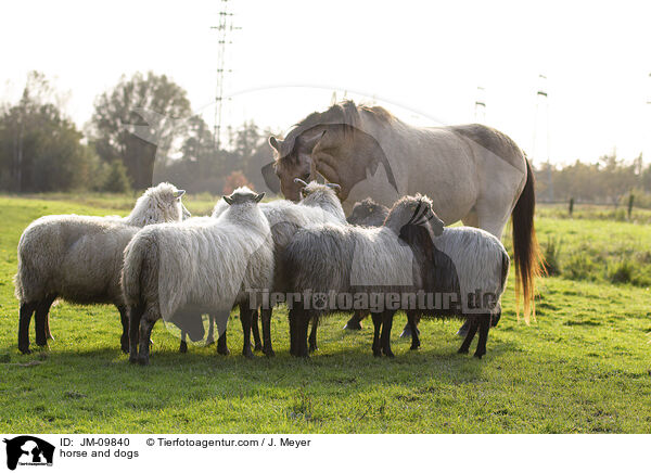 Pferd und Schafe / horse and dogs / JM-09840