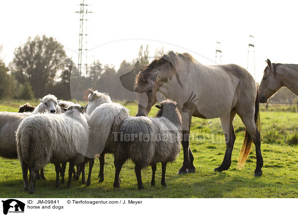 Pferd und Schafe / horse and dogs / JM-09841