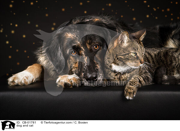 dog and cat / CB-01781