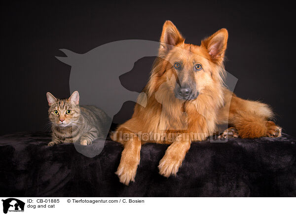 dog and cat / CB-01885
