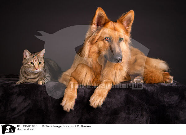 Hund und Katze / dog and cat / CB-01886