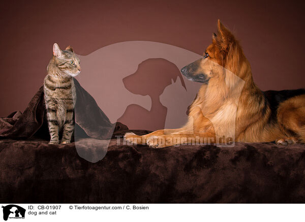 Hund und Katze / dog and cat / CB-01907