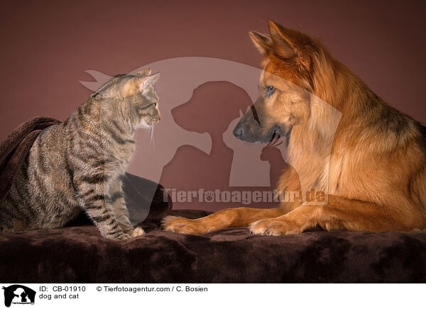 Hund und Katze / dog and cat / CB-01910