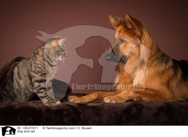Hund und Katze / dog and cat / CB-01911