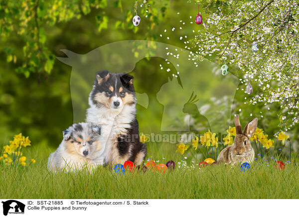 Collie Welpen und Hase / Collie Puppies and bunny / SST-21885