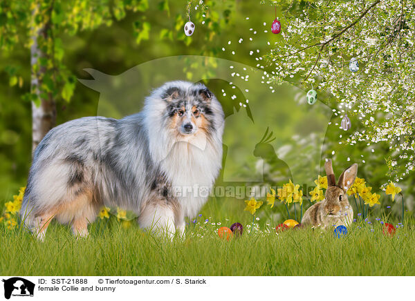 Collie Hndin und Hase / female Collie and bunny / SST-21888