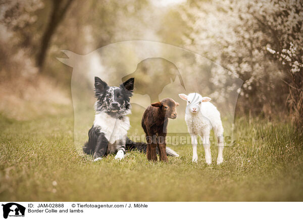 Border Collie and lambs / JAM-02888