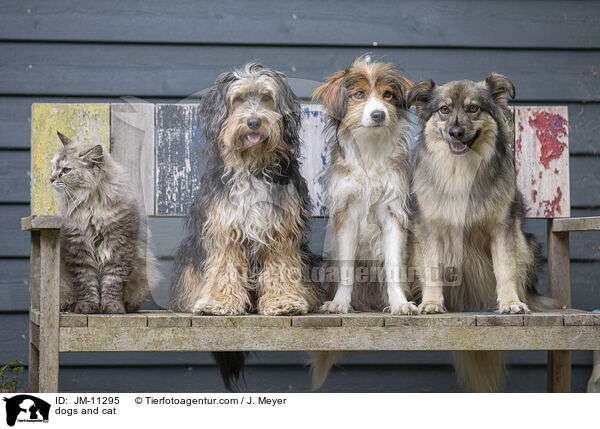 dogs and cat / JM-11295