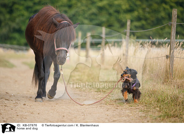 Pferd und Hund / horse and dog / KB-07876