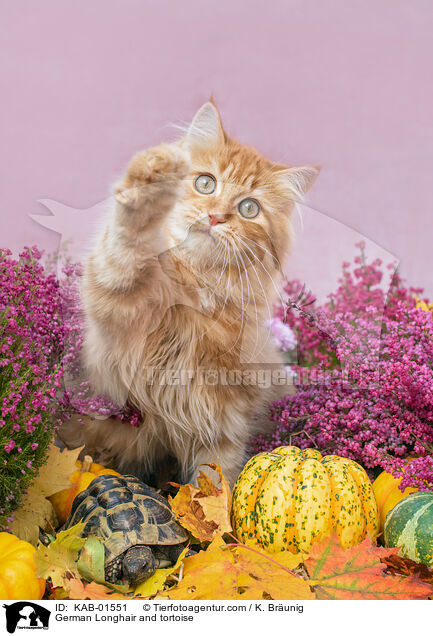 Deutsch Langhaar und Schildkrte / German Longhair and tortoise / KAB-01551