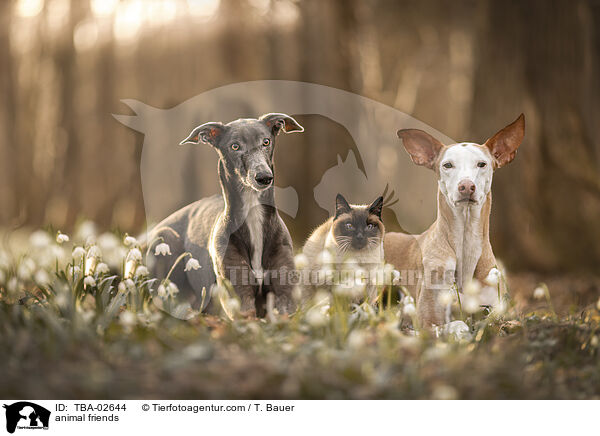 Tierfreundschaft / animal friends / TBA-02644