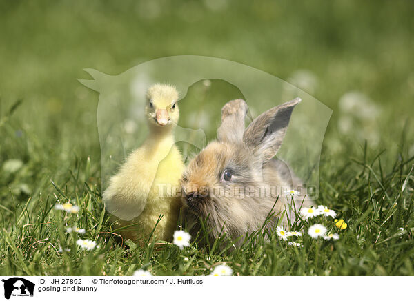 Gnsekken und Kaninchen / gosling and bunny / JH-27892