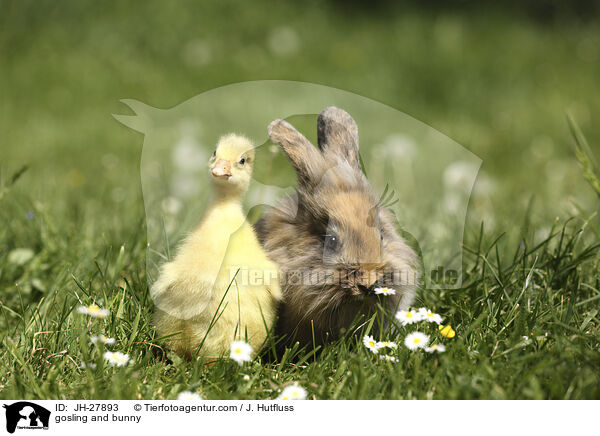 Gnsekken und Kaninchen / gosling and bunny / JH-27893