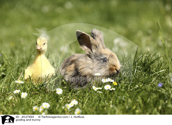 Gnsekken und Kaninchen / gosling and bunny / JH-27894