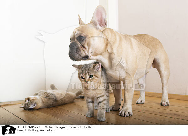 French Bulldog and kitten / HBO-05928