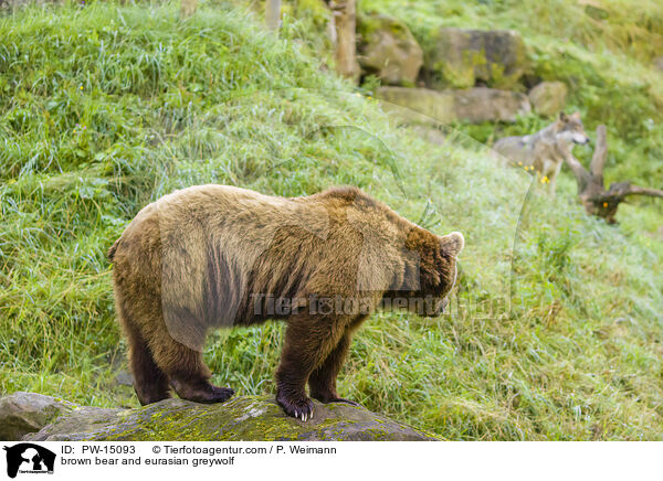 Europischer Braunbr und Eurasischer Grauwolf / brown bear and eurasian greywolf / PW-15093