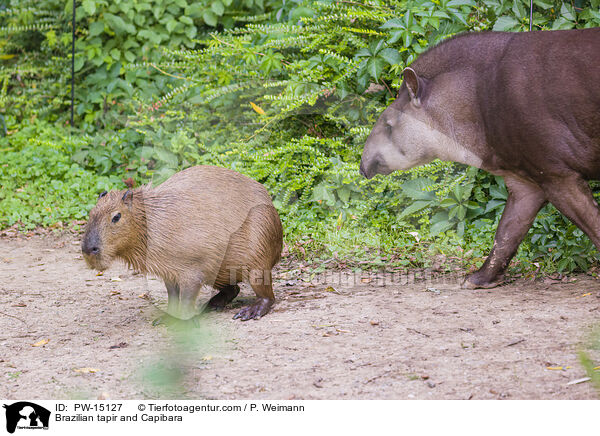 Brazilian tapir and Capibara / PW-15127