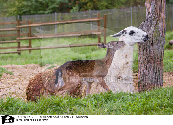 Lama und Rothirschkalb / llama and red deer fawn / PW-15130