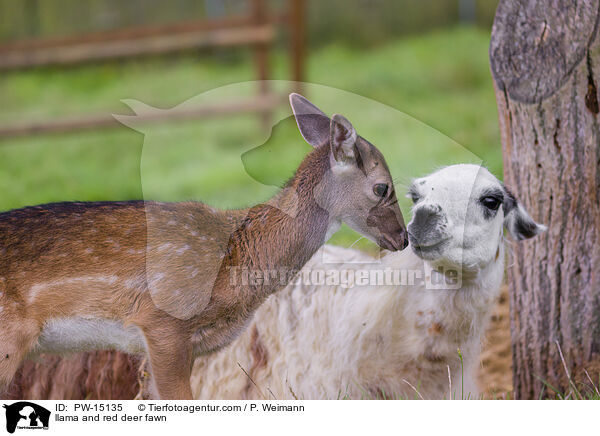 Lama und Rothirschkalb / llama and red deer fawn / PW-15135