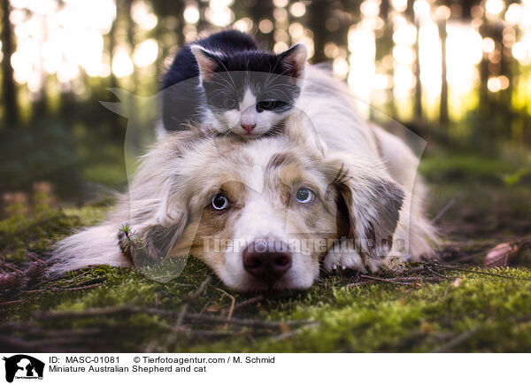 Miniature Australian Shepherd und Katze / Miniature Australian Shepherd and cat / MASC-01081