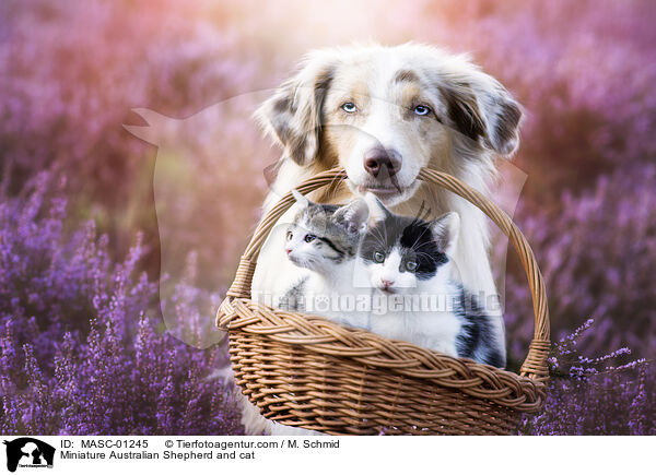 Miniature Australian Shepherd und Katze / Miniature Australian Shepherd and cat / MASC-01245