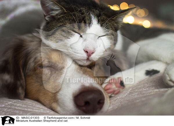 Miniature Australian Shepherd and cat / MASC-01303