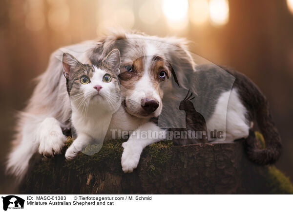 Miniature Australian Shepherd and cat / MASC-01383