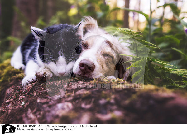 Miniature Australian Shepherd and cat / MASC-01510